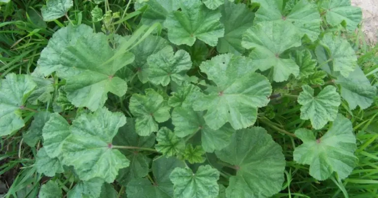 Common Mallow Plants: Most people say it’s a weed, but no, this plant is a real treasure