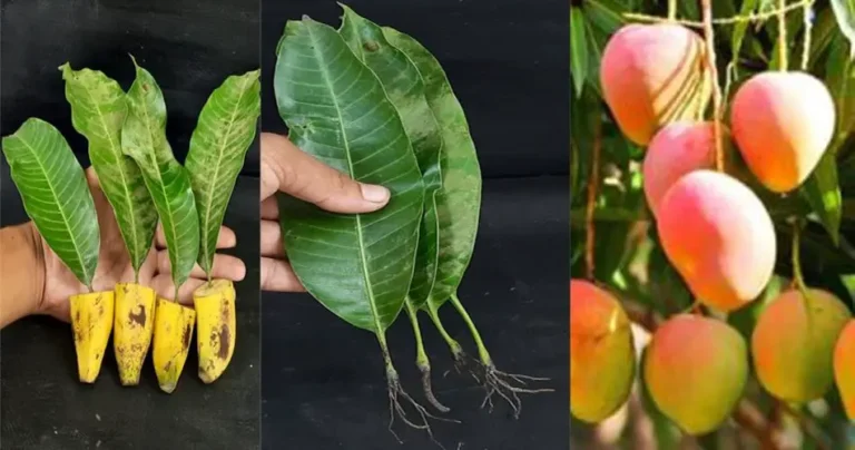 Guaranteed Success: Growing a Mango Tree from Leaves