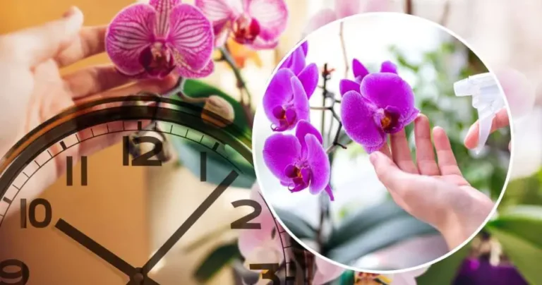 Beautiful and exuberant orchid, only if you water it at this time: no one ever does