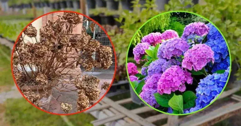 Dry and withered hydrangea, the nurserymen’s trick to recover it: more leafy than before
