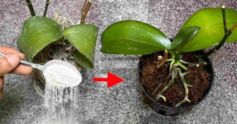 It seems almost impossible, but it’s all true: resurrect your dead plants