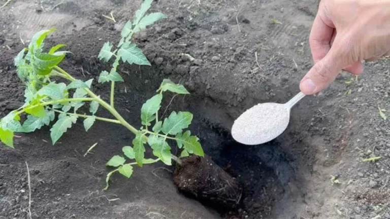 Never plant tomatoes in the garden without this: throw a handful on the ground