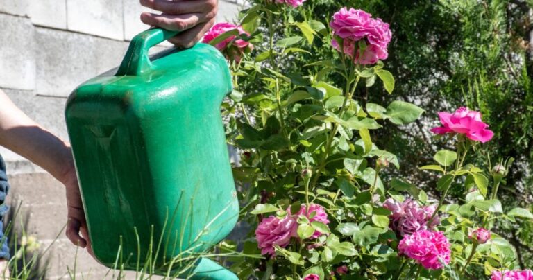 Plants, forget about water: water like this, what happens is miraculous