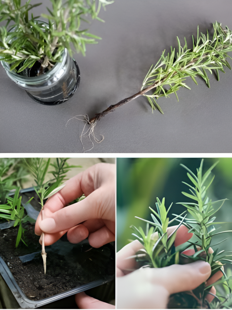 Rosemary: never dry again. I’ll tell you the gardeners’ trick