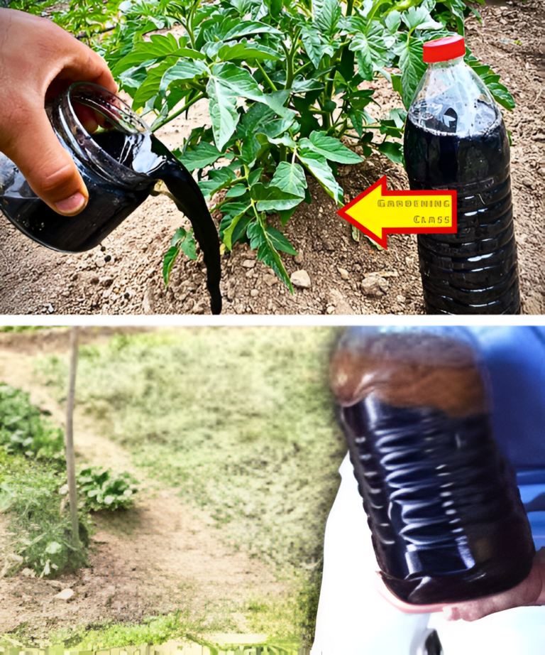 Revolutionary Tomato Growing Hacks for a Bountiful Harvest