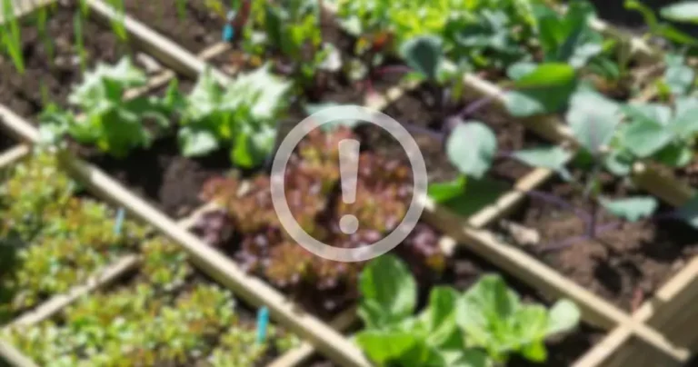 This plant is poisonous, many grow it in their gardens: check if you have it