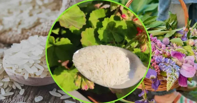 Rice, put a spoonful on the plants: the gardener’s trick to make them grow quickly