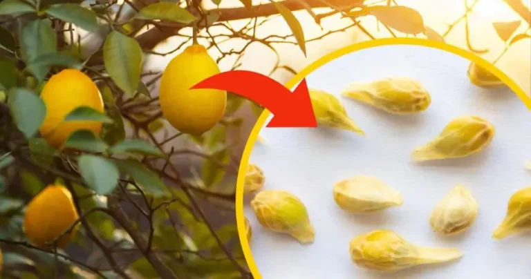 Lemon seeds, stop throwing them in the bucket: you have no idea how many benefits they hide