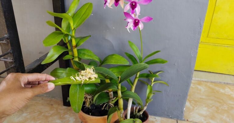 How to strengthen orchids: the natural and effective fertilizer