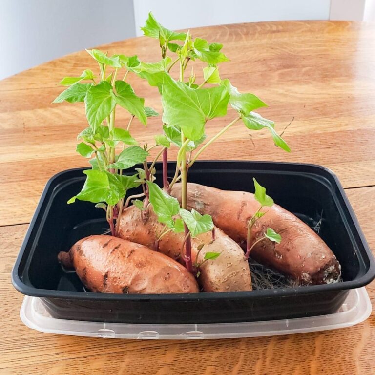 Growing Sweet Potatoes in Containers: A Complete Guide for Home Gardeners