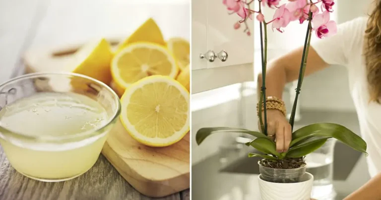 The Lemon Juice Trick to Revive and Bloom Your Orchids