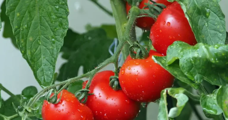 Growing Juicy Tomatoes: Tips for a Bountiful Harvest