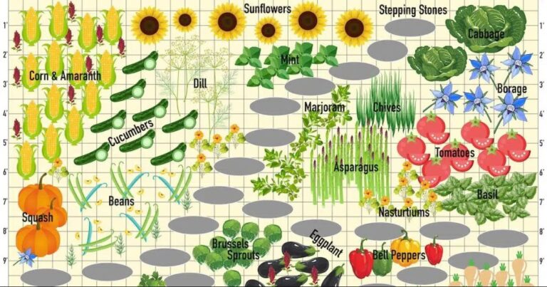 Tomatoes Hate Cucumbers: Secrets Of Companion Planting and Popular Planting Combinations