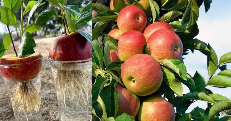 Cultivating Abundant Apple Trees from Seeds: A Step-by-Step Guide to Growing Fruitful Orchard