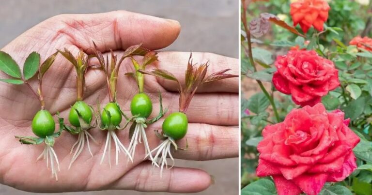 Unlock the Beauty: How to Grow Roses from Rose Calyx