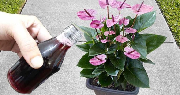 It seems unbelievable, but there will be an explosion of flowers with just one application