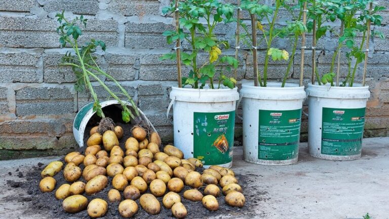 Growing Potatoes in Containers at Home: A Beginner’s Guide Using Just One Potato