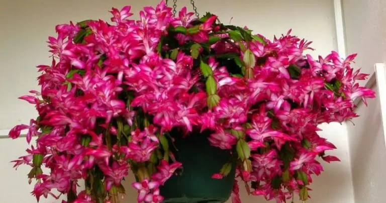 How to cure a geranium ruined by rain