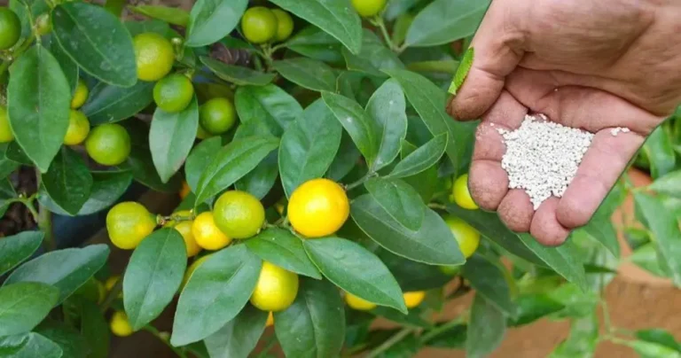 How to care for the lemon plant: 10 tips to do it better