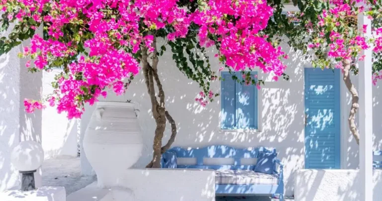 Which climbing plants to choose to grow in the garden or on the balcony.