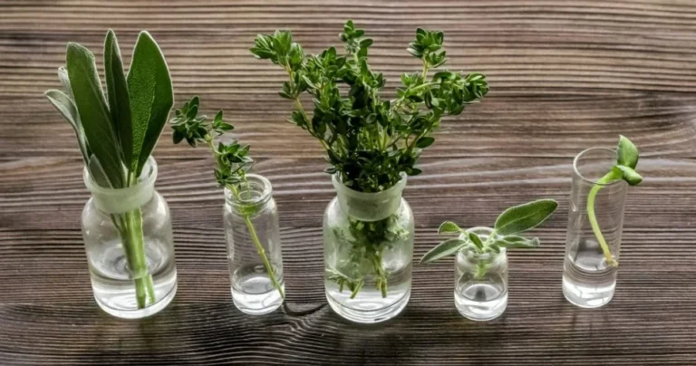 Aromatic herbs: 10 plants to grow only in water all year round.