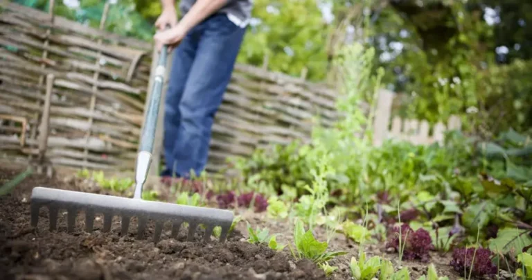 How to make a garden from scratch, from soil preparation to planting.