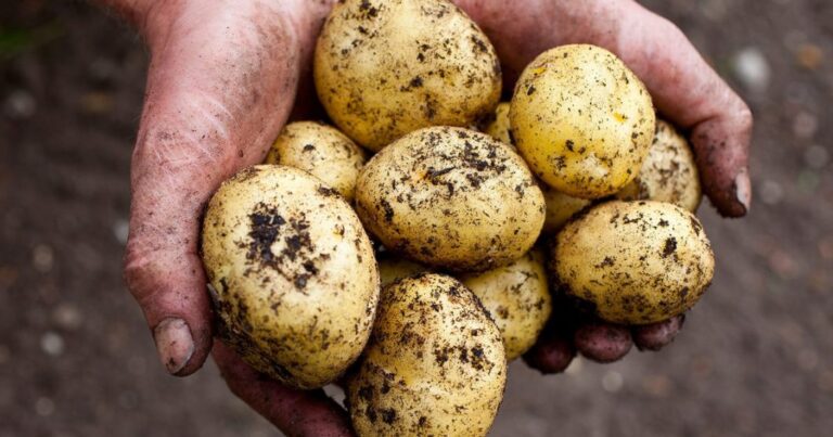 Maximizing Potato Growth: A Complete Guide to Growing Large Potatoes