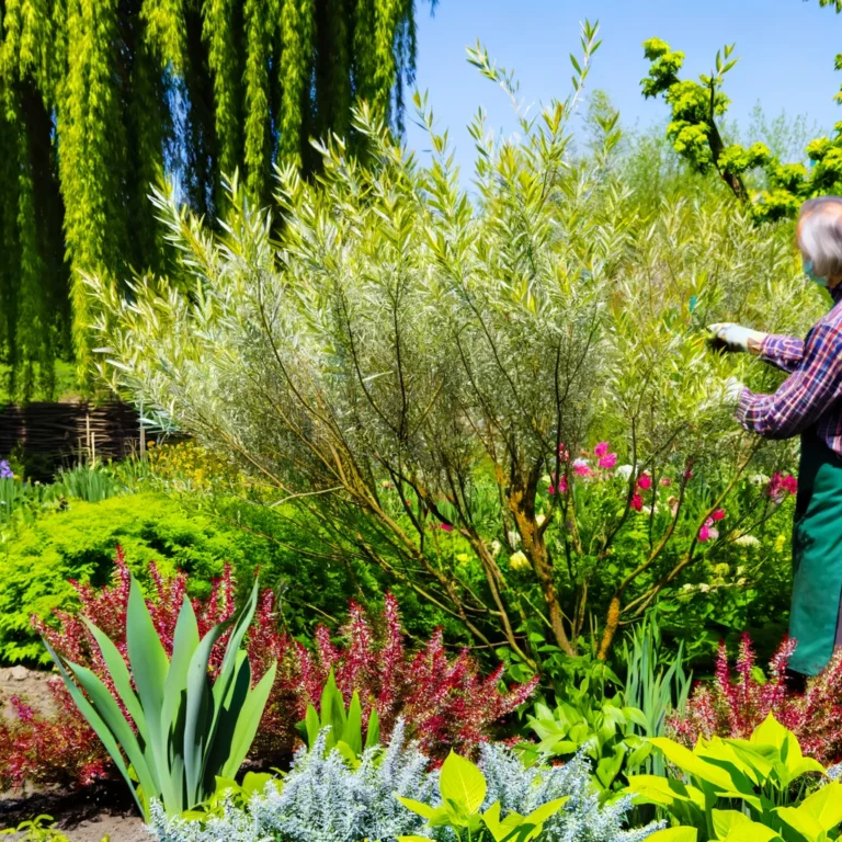 6 Reasons To Plant A Dappled Willow & How To Care For It