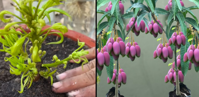 How to Grow Mango Trees From Cuttings in Water