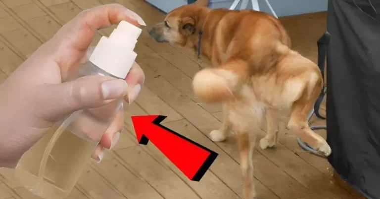 If you do this, both your dogs and those of your neighbors will stop urinating in your house