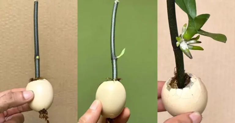 This trick makes the branches and seedlings grow quickly: they will not stop flowering.