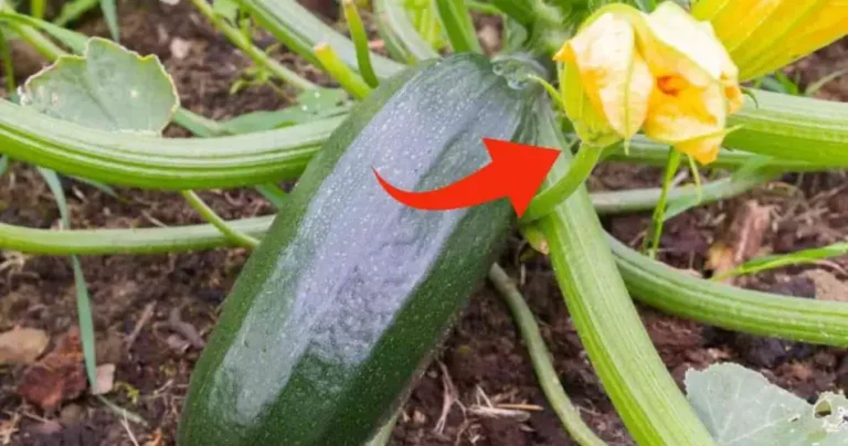 How to eliminate the secondary jet of zucchini, with this movement you do it immediately