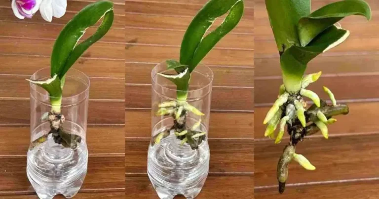 The Asian secret to revive the orchid quickly with roots and young leaves