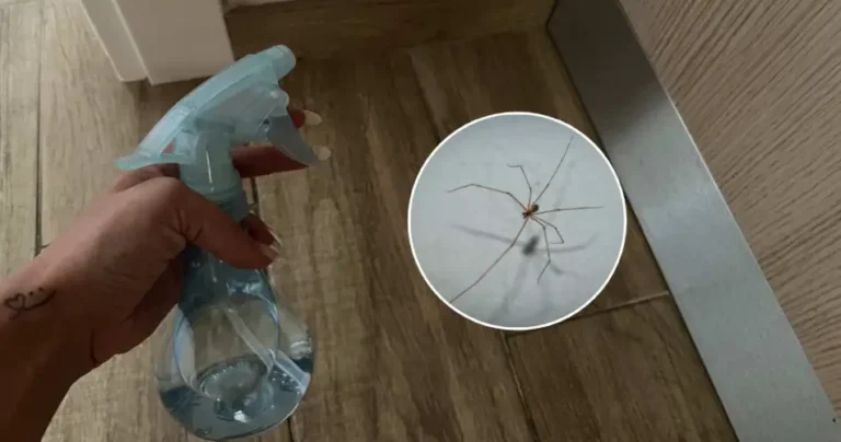 How to eliminate all spiders in the house with 1 euro: you will not see any more around