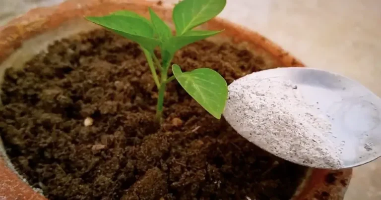 How to cure pepper plant in nutrient deficiency