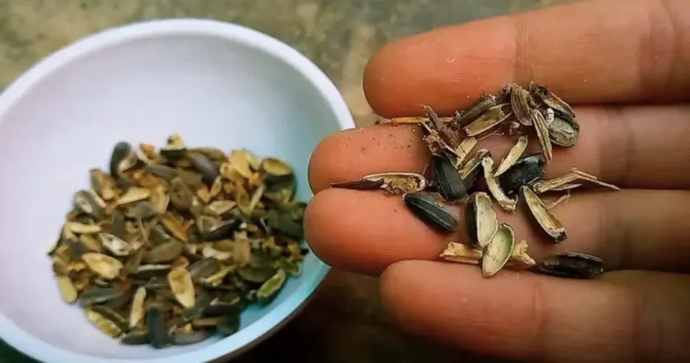 How to make compost with seed and nut waste