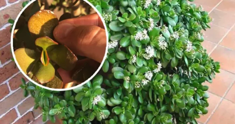 Why does the jade tree have brown leaves: causes and solutions.