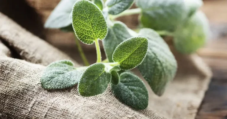 Sage, just a simple sprig and scent your entire house, here’s how!