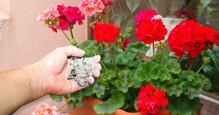 Fertilizing with ash: the perfect method for your plants