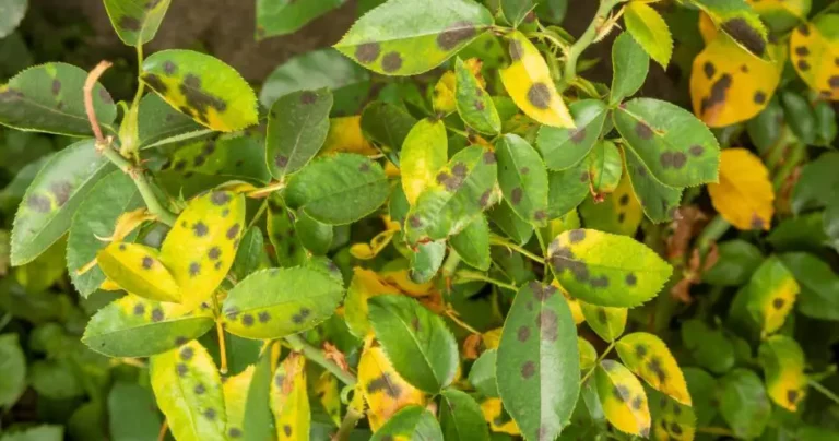 With this ancient decoction no fungus will attack your plants anymore! For sure yes!