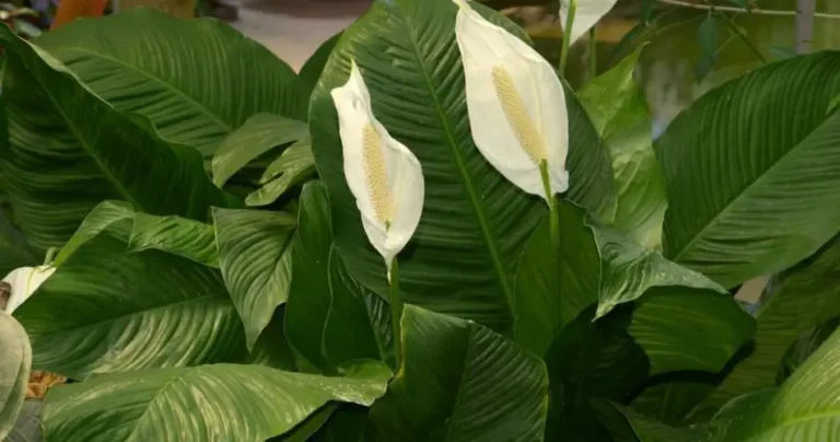 How to grow spathello at home: the tricks to make it bloom and decant it.