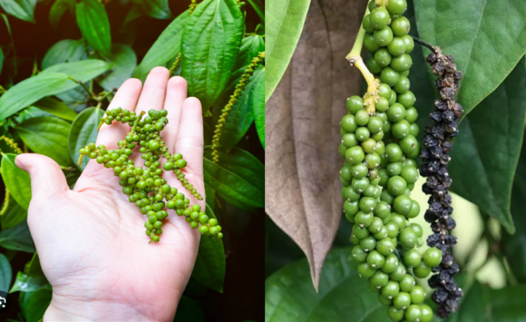 How to Grow and Care for the Best Potted Black Pepper