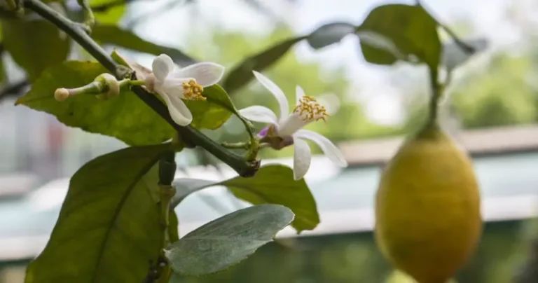 Why the lemon plant does not bloom: possible causes and solutions.