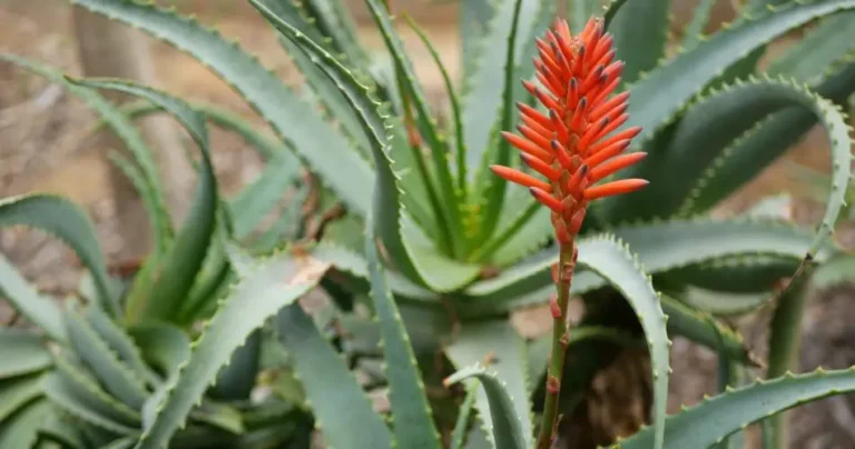 Why the aloe plant does not bloom: possible causes and solutions