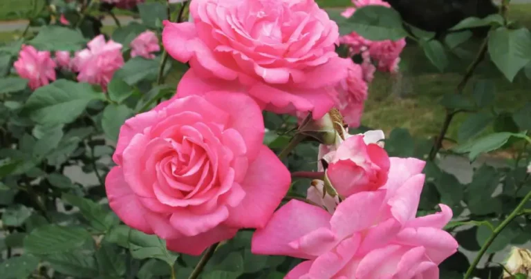 How to prolong the flowering of potted roses.