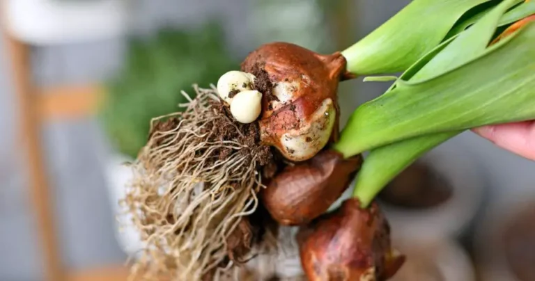 How to plant tulips: 2 different possible methods