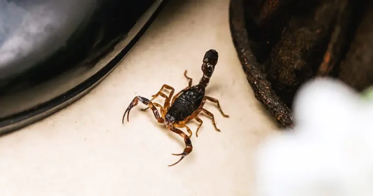 How to keep scorpions away: all the tips to follow at home
