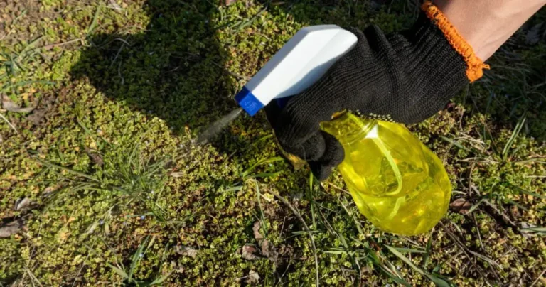 Weeds will be short-lived, the non-chemical remedy that cleans everything in a few minutes!