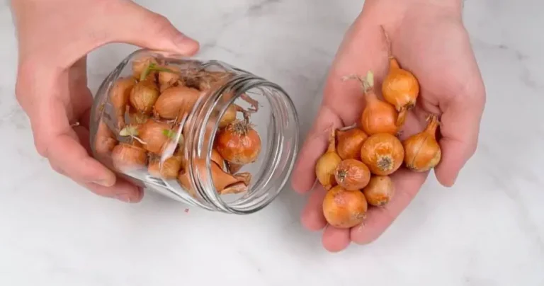 The foolproof method of keeping onions fresh for a long time: they last a lifetime