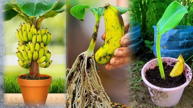 Growing Your Own Tropical Paradise: A Comprehensive Guide to Cultivating Banana Trees